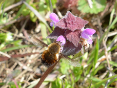 Bombylius discolor