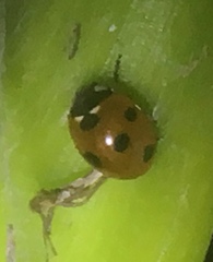 Coccinella septempunctata