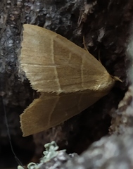 Trisateles emortualis