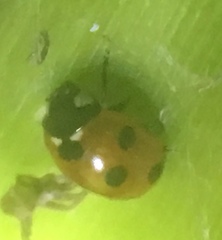Coccinella septempunctata