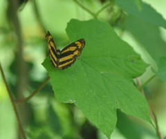 Pantoporia