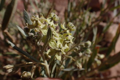 Gomphocarpus sinaicus