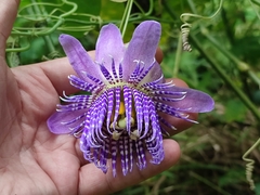 Passiflora seemannii