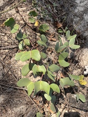 Ipomoea pes-caprae