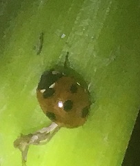 Coccinella septempunctata