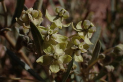 Gomphocarpus sinaicus