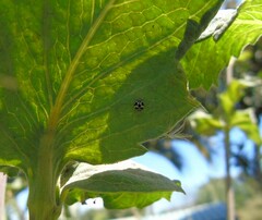 Psyllobora picta