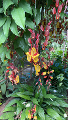 Thunbergia mysorensis
