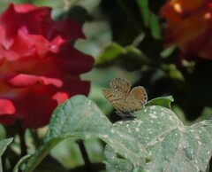Leptotes trigemmatus