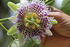 Passiflora ligularis