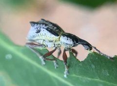 Hybreoleptops tuberculifer