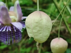 Passiflora seemannii