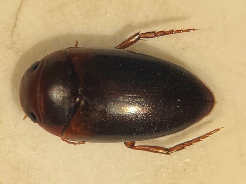 Laccornis difformis