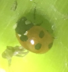 Coccinella septempunctata