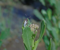 Liorhyssus