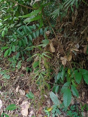 Lygodium longifolium