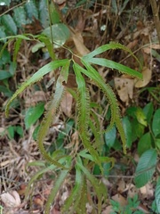 Lygodium longifolium