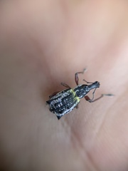 Hybreoleptops tuberculifer