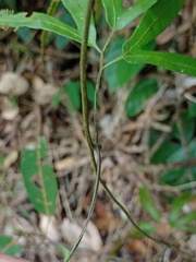 Lygodium longifolium