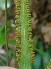 Lygodium longifolium