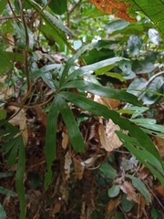 Lygodium longifolium