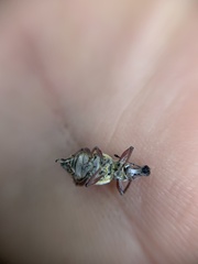 Hybreoleptops tuberculifer