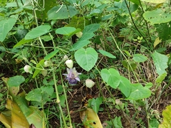 Passiflora seemannii