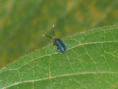 Ischalia indigacea