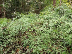 Dicranopteris subpectinata