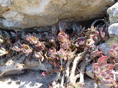 Curio crassulifolius