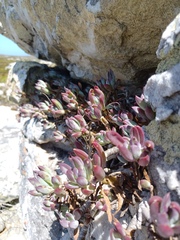 Curio crassulifolius