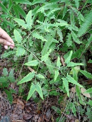Dicranopteris subpectinata