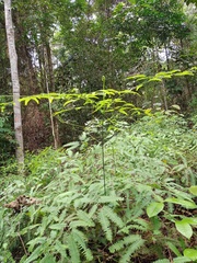 Dicranopteris subpectinata