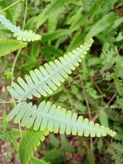 Dicranopteris subpectinata