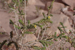 Thymelaea hirsuta