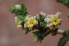 Thymelaea hirsuta