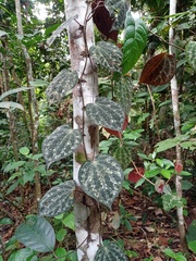 Piper porphyrophyllum