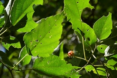 Lycianthes lenta