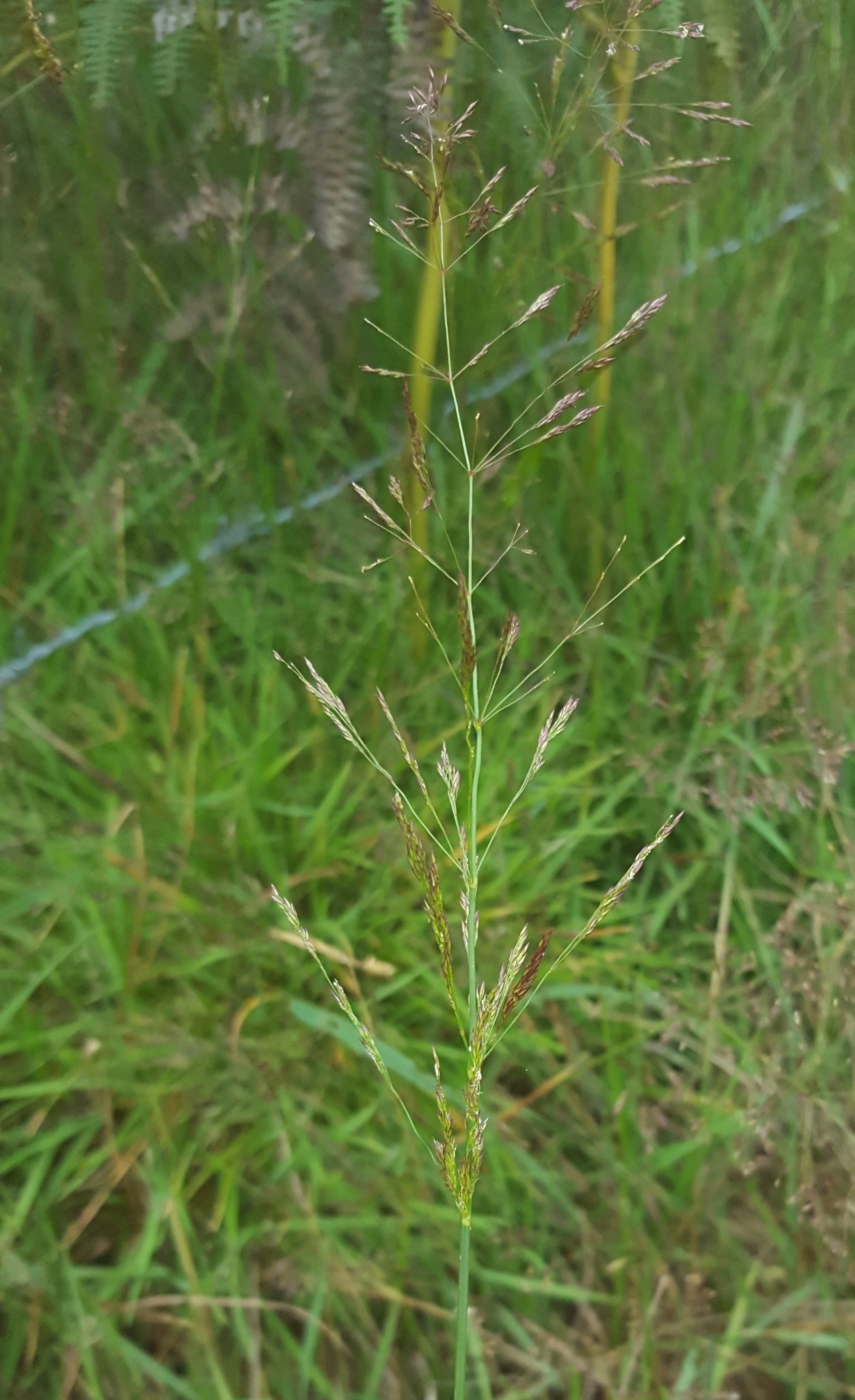(c) François Rousseu, certains droits réservés (CC BY-NC) https://www.inaturalist.org/observations/148765921