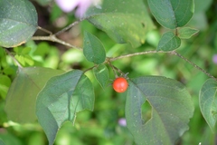 Lycianthes lenta