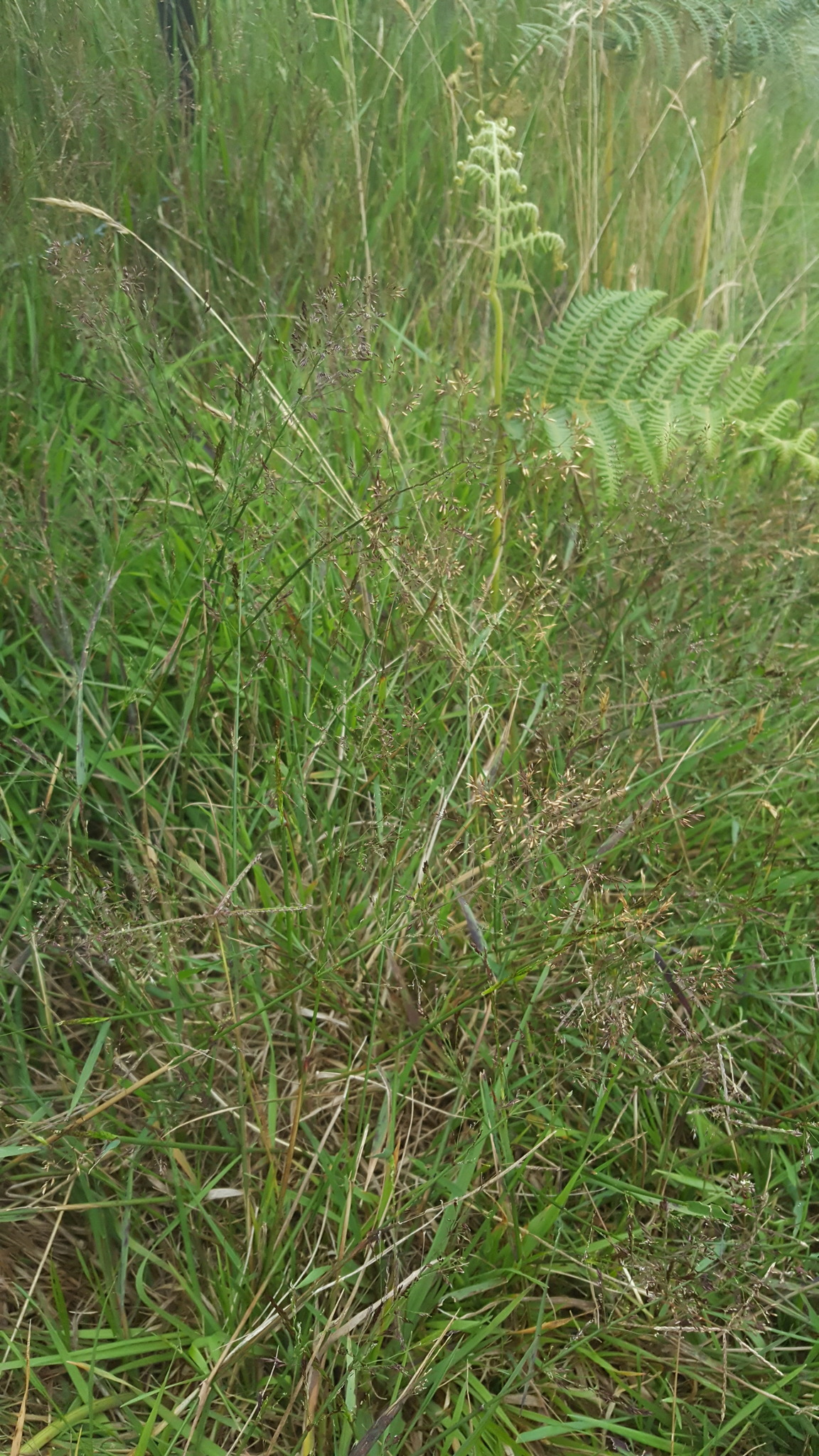 (c) François Rousseu, certains droits réservés (CC BY-NC) https://www.inaturalist.org/observations/148765921