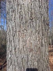 Carya cordiformis