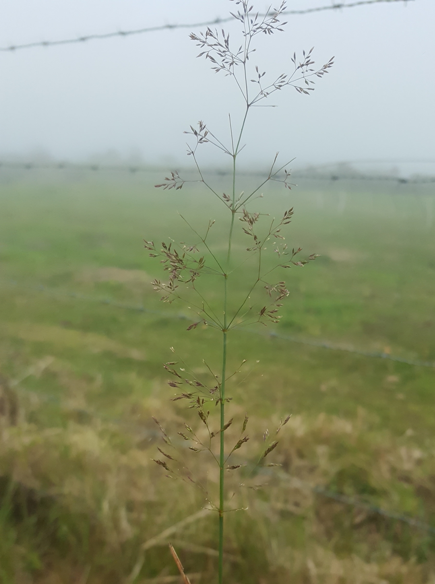 (c) François Rousseu, certains droits réservés (CC BY-NC) https://www.inaturalist.org/observations/148765921