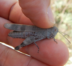Oedipoda germanica meridionalis