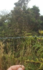 Agrostis stolonifera