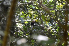 Dendrocitta leucogastra