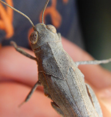 Oedipoda germanica meridionalis