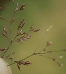 Agrostis stolonifera