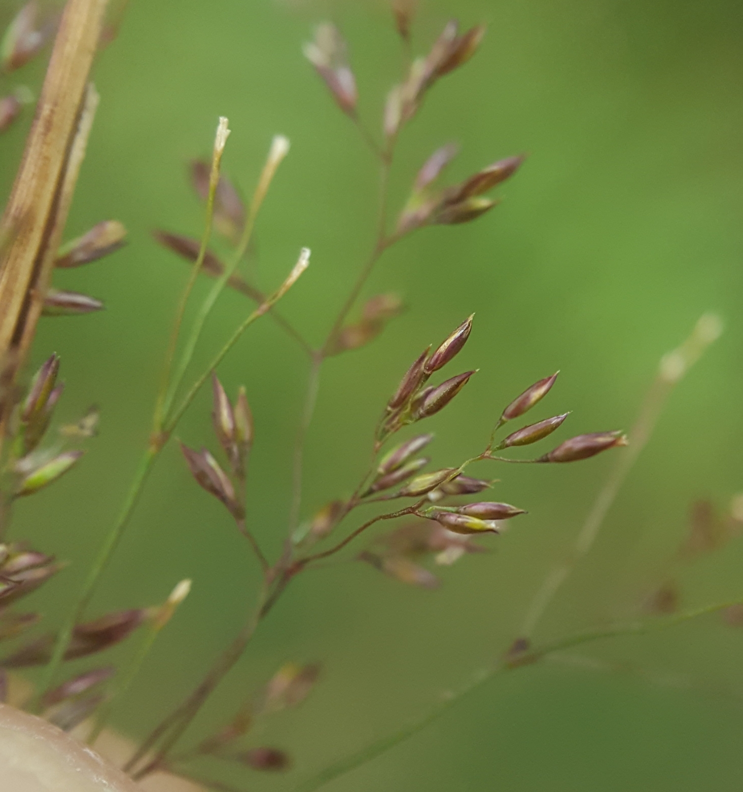 (c) François Rousseu, certains droits réservés (CC BY-NC) https://www.inaturalist.org/observations/148765921