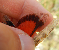 Oedipoda germanica meridionalis